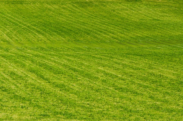 Pradera de hierba —  Fotos de Stock