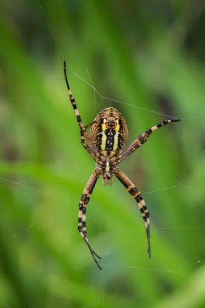 Yeşil zemin üzerine spider WASP — Stok fotoğraf