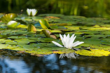 su üzerinde yüzen Beyaz Zambak