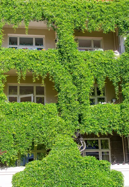 Windows covered with ivy — Stock Photo, Image