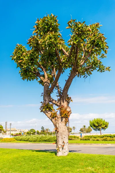 Yalnız duran ağaç Isle of mallorca için — Stok fotoğraf