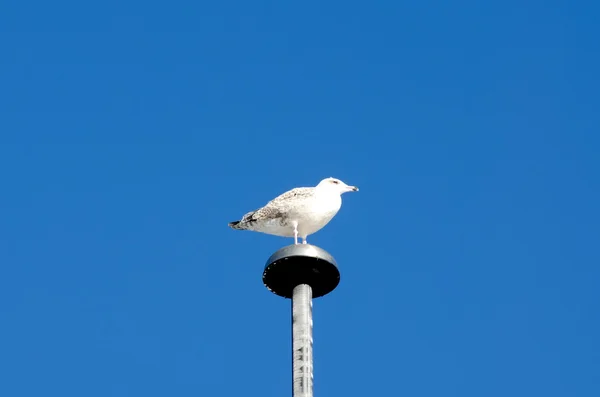 Sitting seagull on sky background — Stock Photo, Image