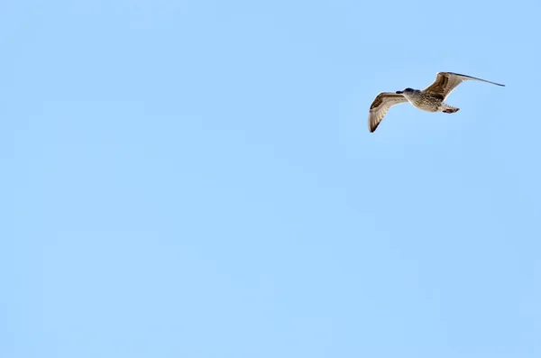 Vliegende meeuw op lucht achtergrond — Stockfoto