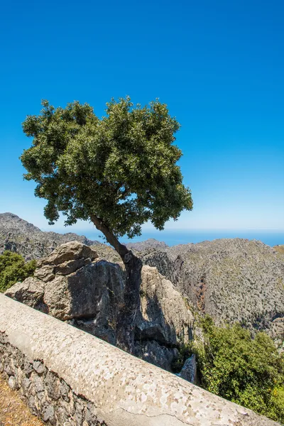 Árvore solitária em rochas em Maiorca Espanha — Fotografia de Stock