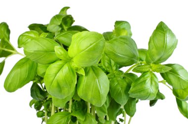 Fresh basil growing from pot isolated