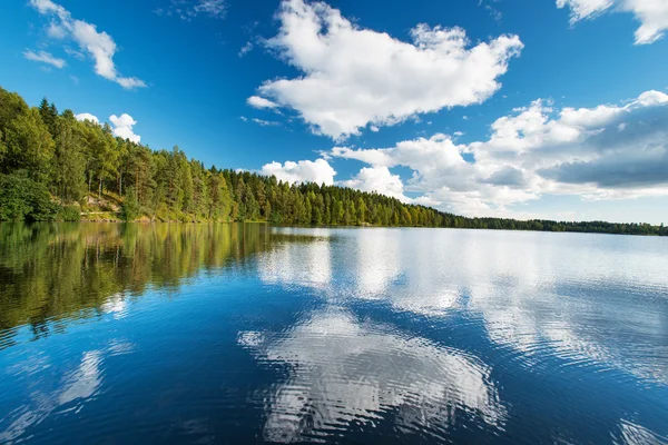 Дикий ліс і озеро — стокове фото