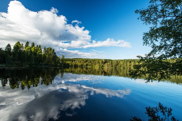 Дикий лес и озеро — стоковое фото