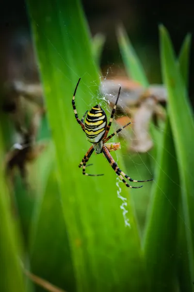 Wasp örümcek — Stok fotoğraf