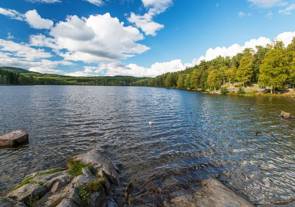 Wild forrest en meer — Stockfoto