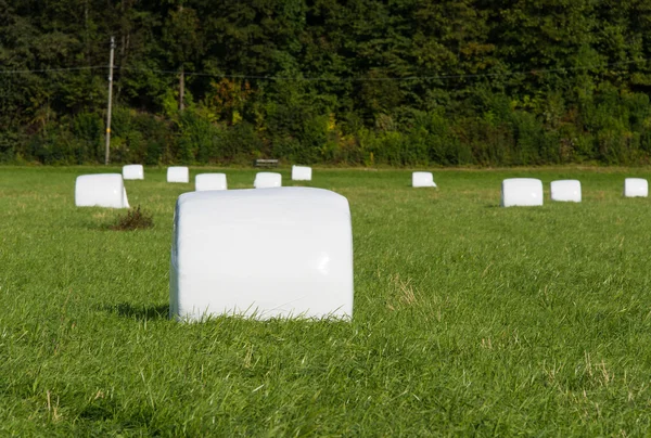 Balen van een groene gewas verpakt in plastic — Stockfoto