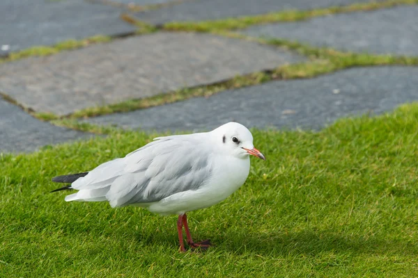 Seagull standing in green summer grass — Stock Photo, Image