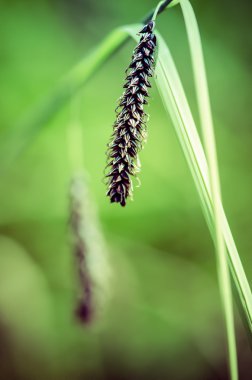 sanatsal vahşi alan çiçek