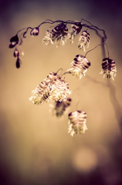 Flor de campo selvagem — Fotografia de Stock