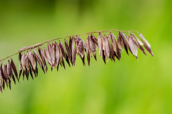 Flor de campo — Fotografia de Stock