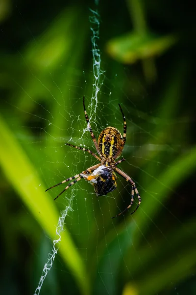 Avispa araña comer abeja — Foto de Stock