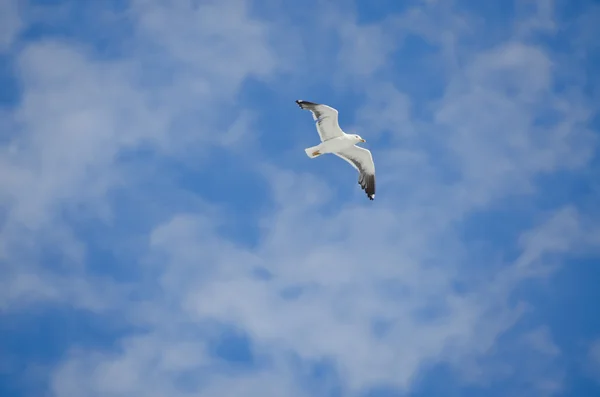 Måsen på himmel bakgrund — Stockfoto