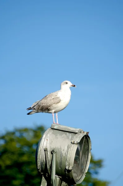 Seagull on lamp — Stock Photo, Image