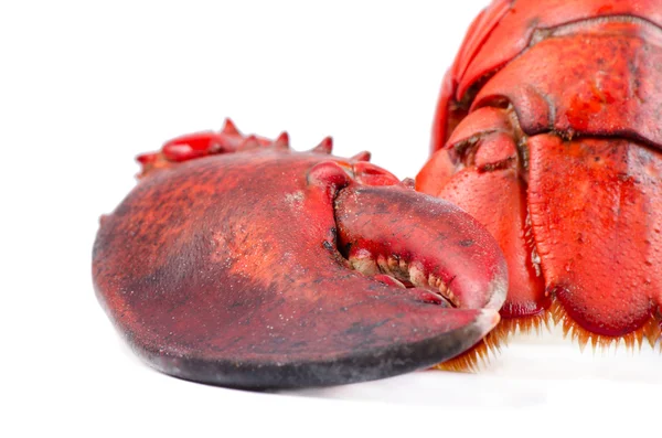 Claw and tail of lobster — Stock Photo, Image