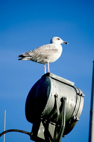 Vergadering zeemeeuw op lamp — Stockfoto