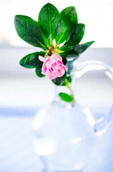 Vaso com azalia — Fotografia de Stock