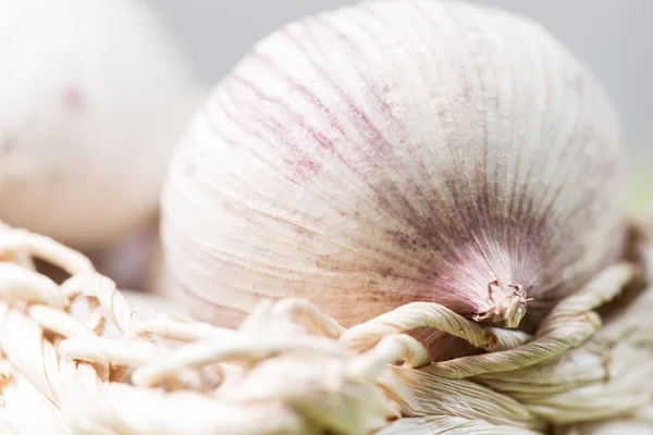 Allium sativum — Foto de Stock