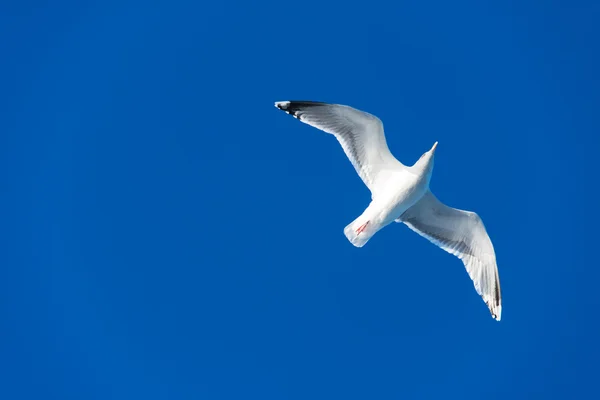 Seagull in the bright blue sky — Stock Photo, Image