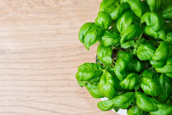 Potted basil herb plant on wooden table with copy space — Stock Photo, Image
