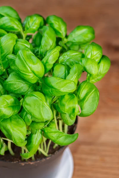 Potted basil herb plant on wooden table — Stock Photo, Image