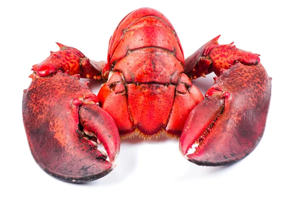 Parts of lobster isolated — Stock Photo, Image