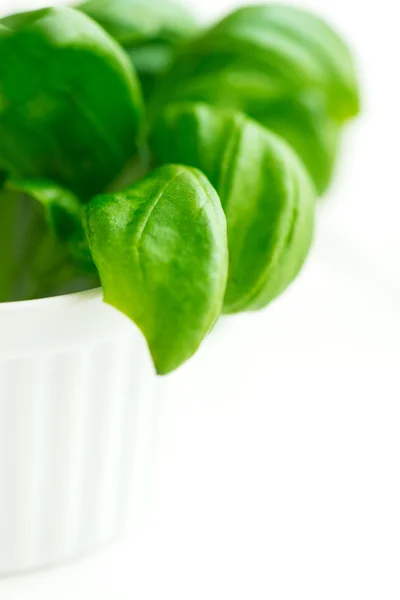 Albahaca verde fresca en un tazón blanco con espacio para copiar —  Fotos de Stock