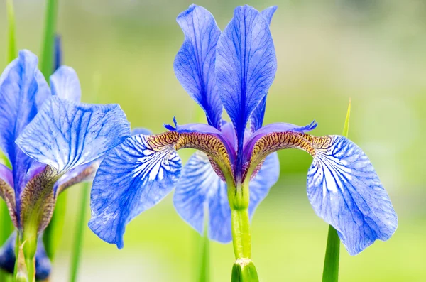 アイリスの花 — ストック写真