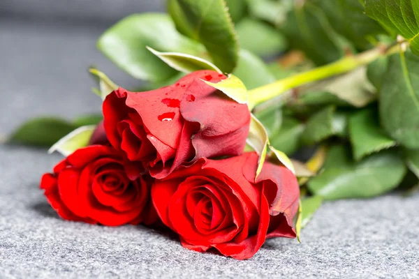 Roses on grave — Stock Photo, Image
