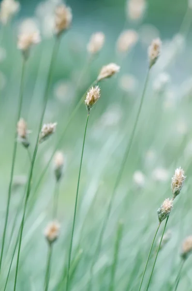 Dzika trawa — Zdjęcie stockowe