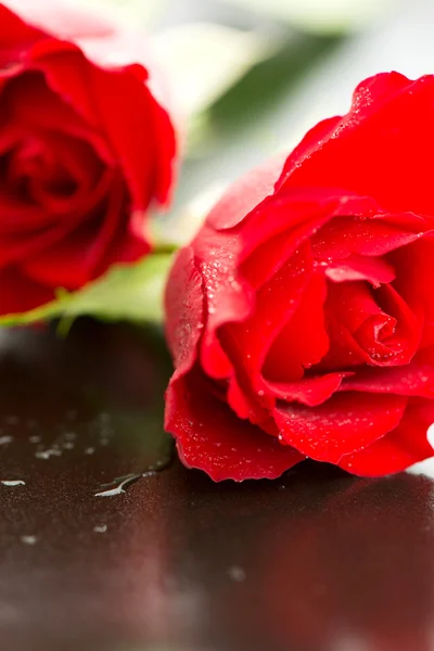 Red roses macro water drops — Stock Photo, Image