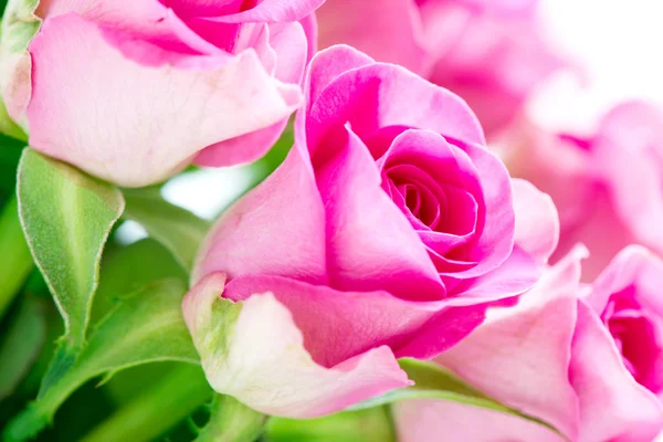 Leuchtend rosa Rosen Blickwinkel — Stockfoto