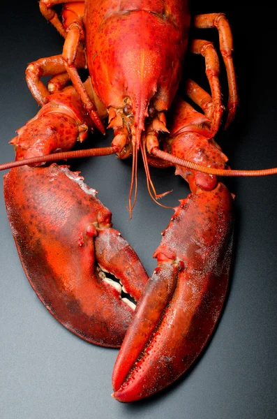 Lobster on black — Stock Photo, Image