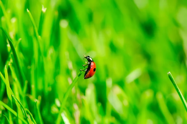 Ladybird on grass — Stock Photo, Image