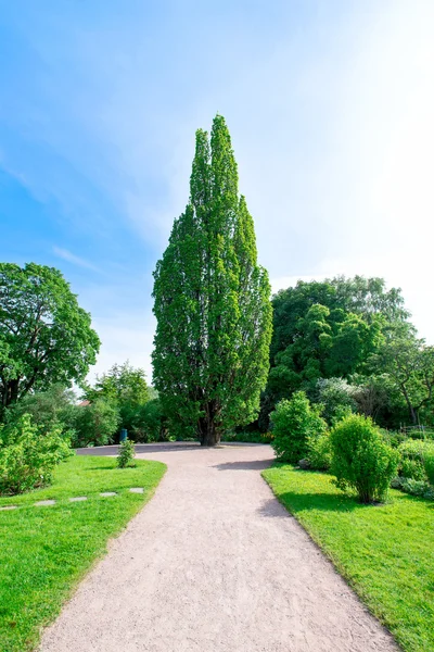 Tree in botanical garden — Stock Photo, Image