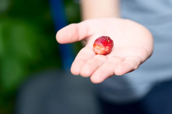 Fragola selvatica — Foto Stock