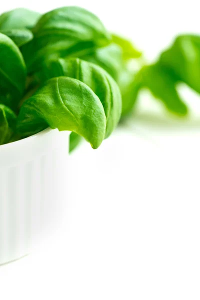 Fresh green basil in white bowl — Stock Photo, Image