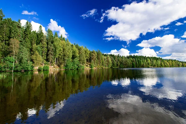 Forest lake — Stockfoto