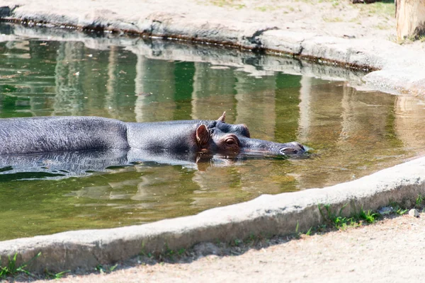 Hipopótamo numa piscina — Fotografia de Stock