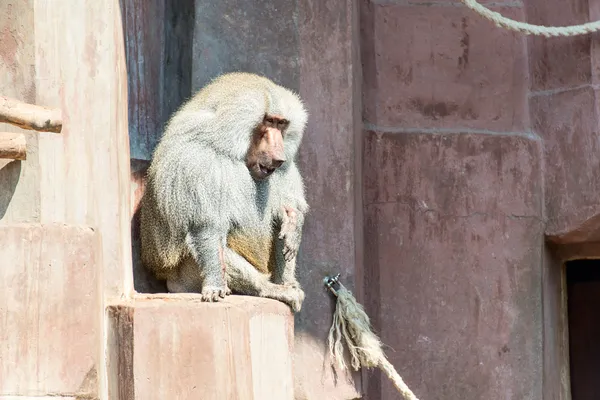 Babbuino maschio allo zoo — Foto Stock