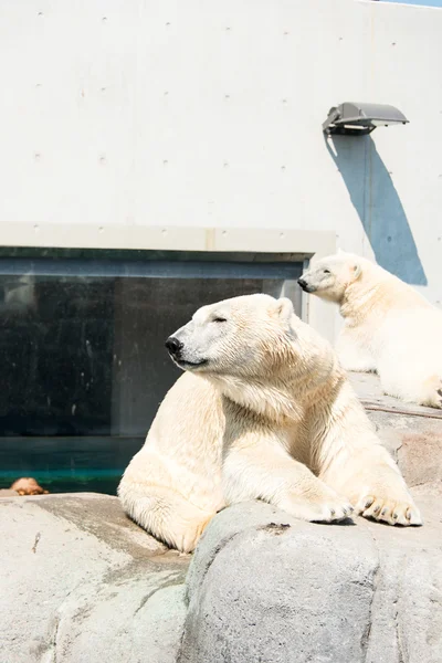 White bears — Stock Photo, Image