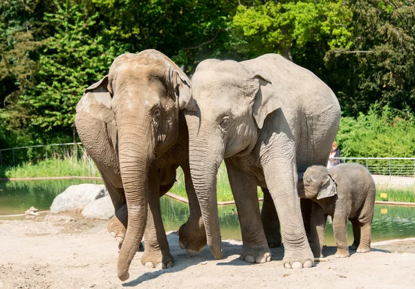 Drei Elefanten — Stockfoto
