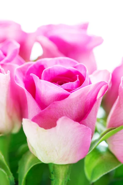 Яркие розовые розы — стоковое фото