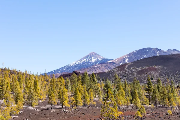 Parque Nacional del Teide bosque y árboles —  Fotos de Stock