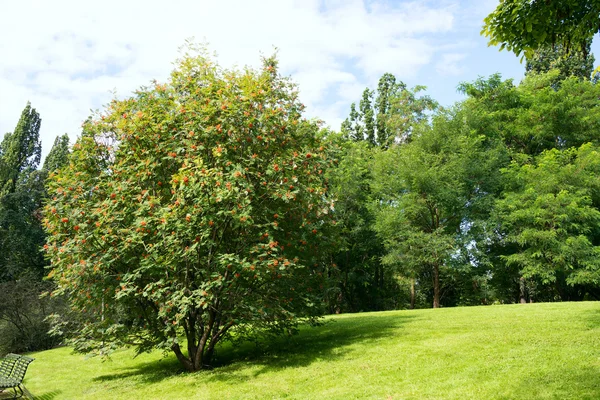 Guelder gül ağacı — Stok fotoğraf