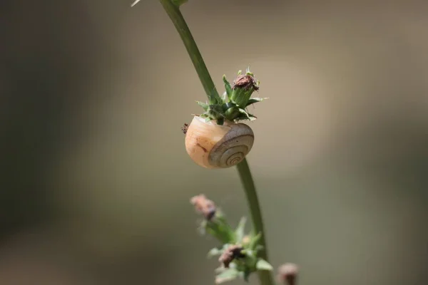 Summer in Zaporizhzhia. Snail.