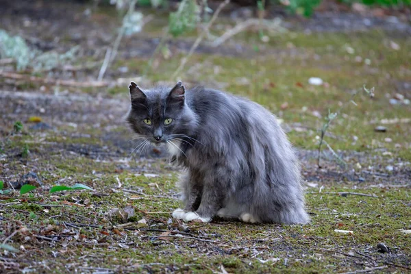 Summer in Zaporizhzhia. Street cat.